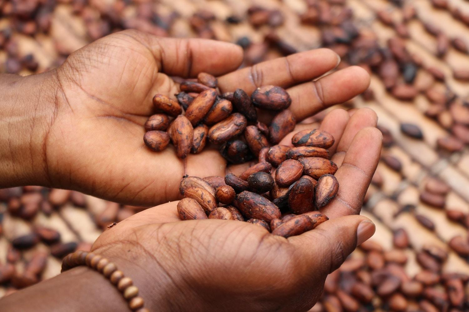 person holding cacao